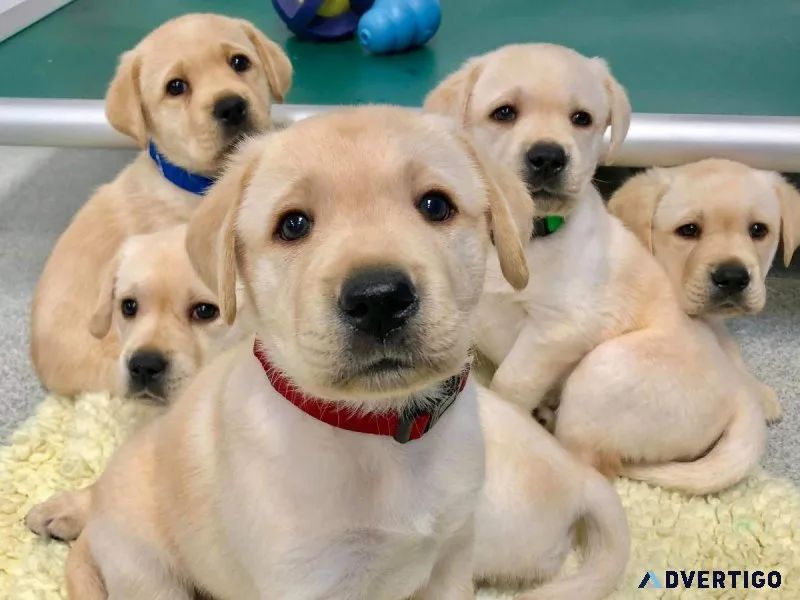 Best dog buying websites in India
