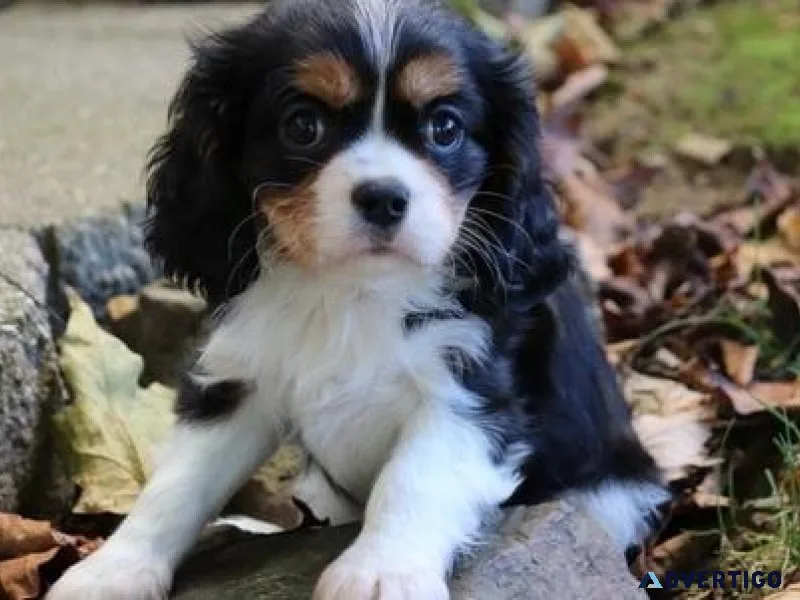 Cavalier King Charles Puppies For Sale
