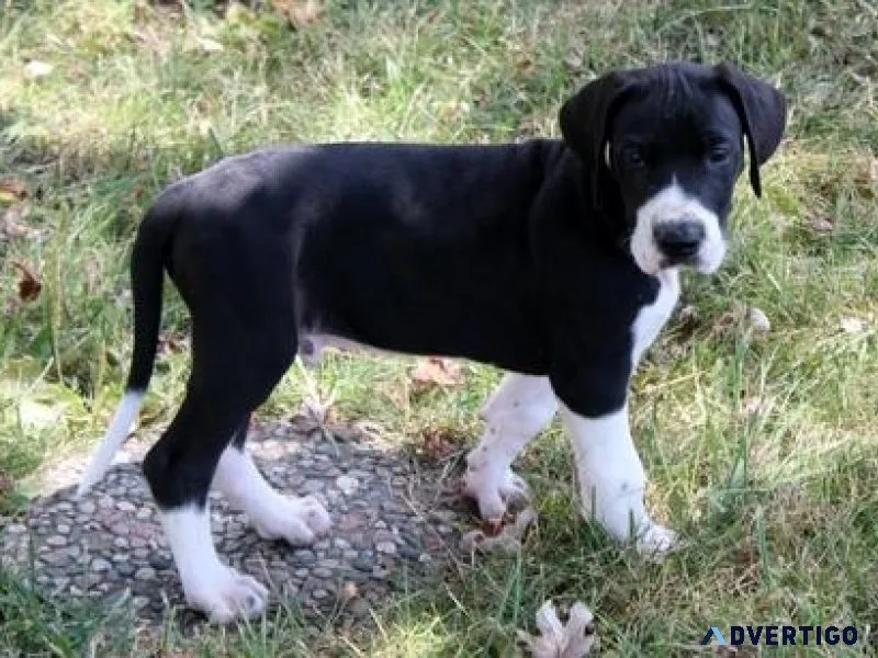AKC Great Dane puppies
