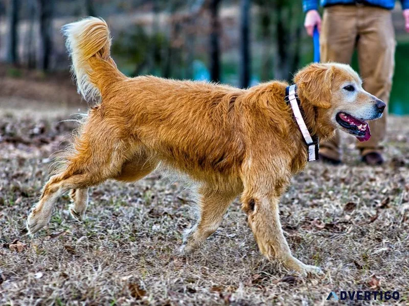AKC Golden Retrievers