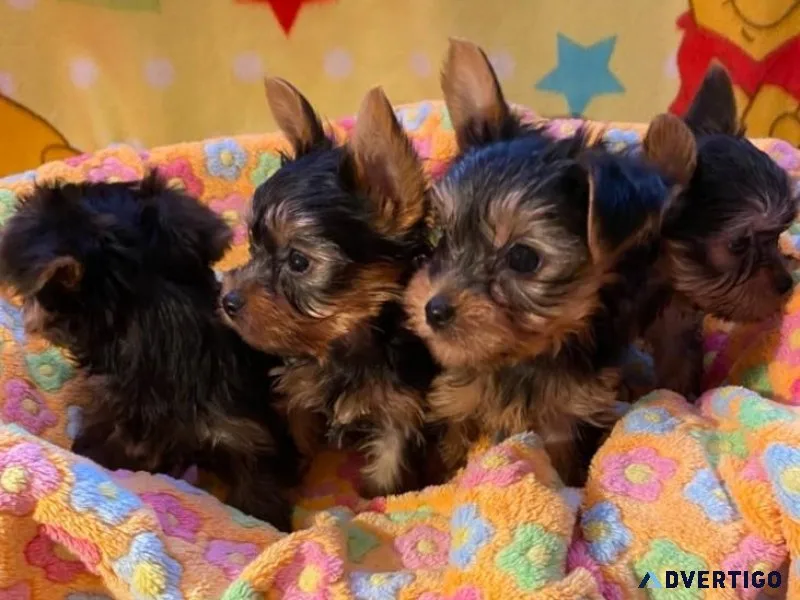 ADORABLE YORKSHIRE TERRIER PUPPIES