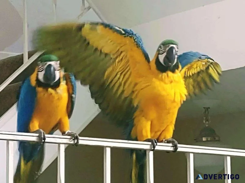Blue and Gold Macaw Babies