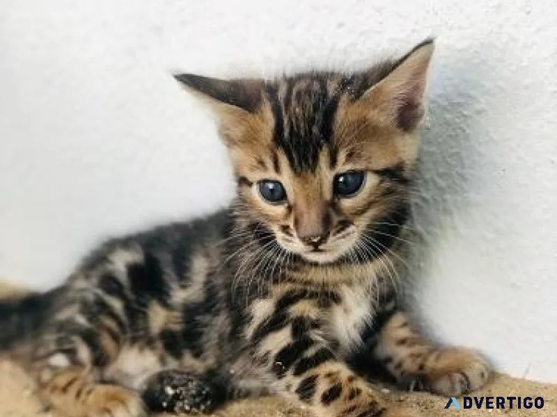 frewdsdgg Bengal kittens