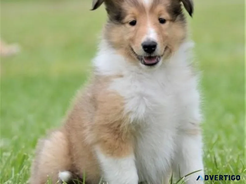 Home raised Collie Puppies