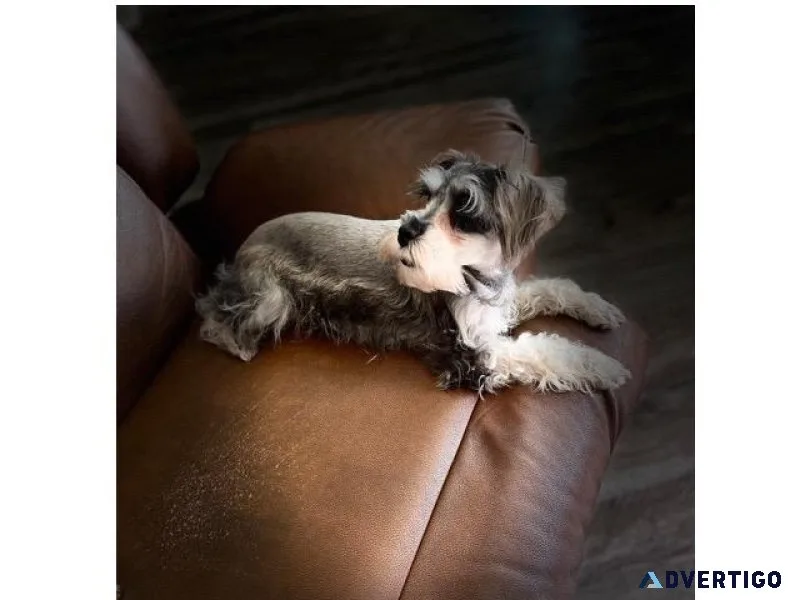 Miniature schnauzer girl