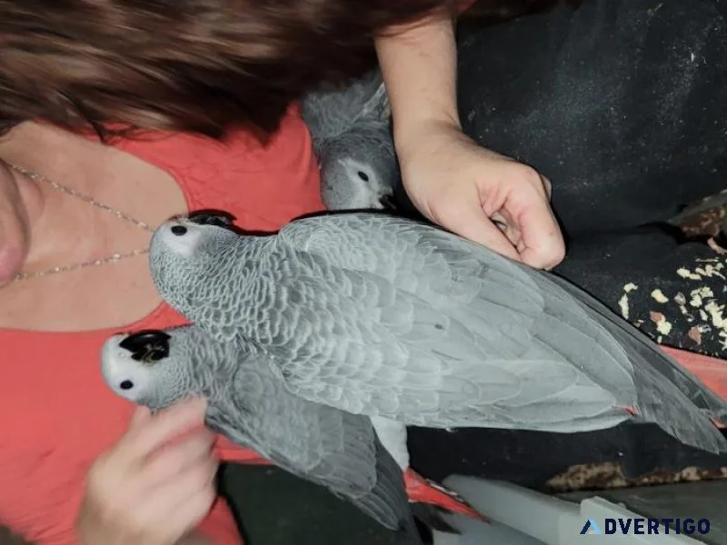 Fantastic raised African Grey parrots For Sales.