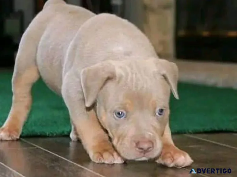 Pitbull Puppies For Sale