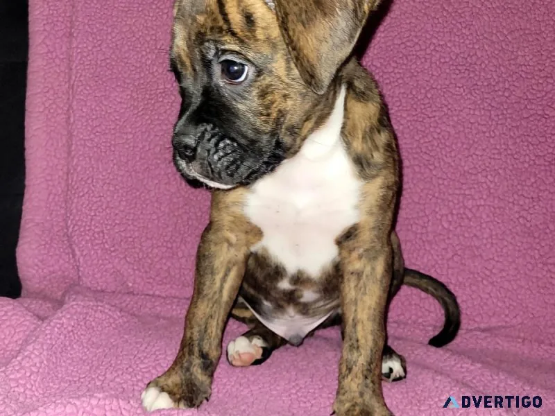 Boy boxer puppies