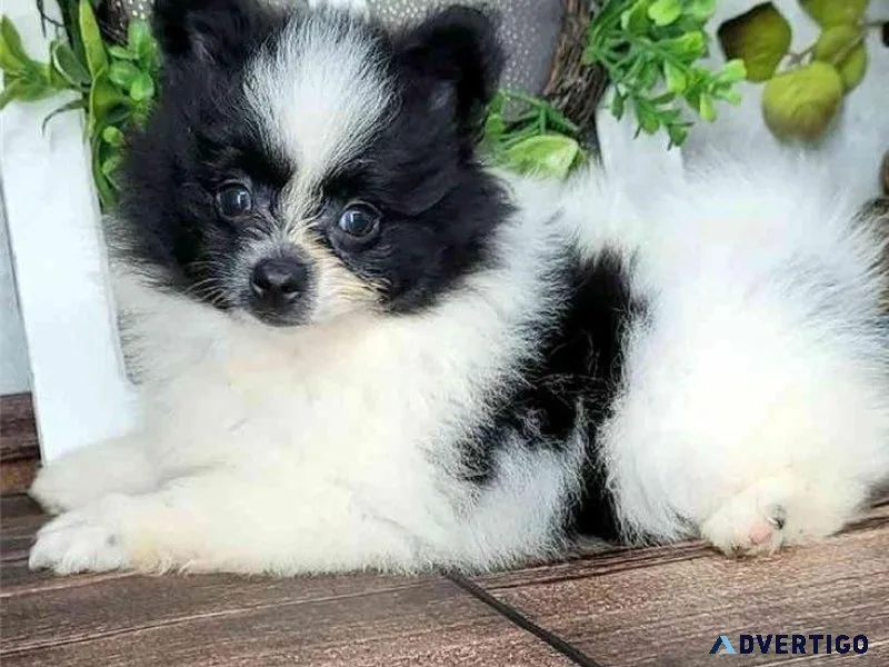 Beautiful Pomeranian Puppies available
