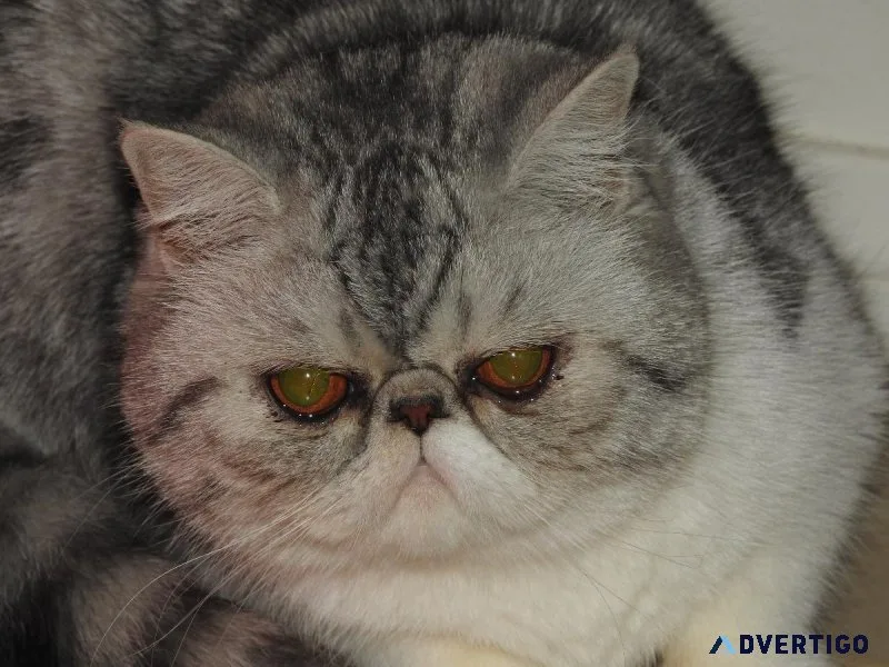 CFA Adult Female Exotic shorthair Cat