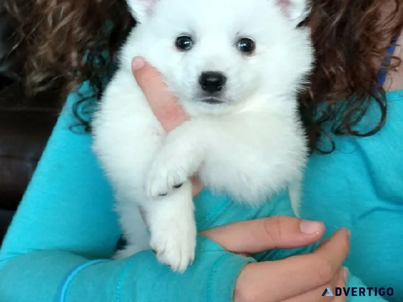 American Eskimo Puppies Ready To Go