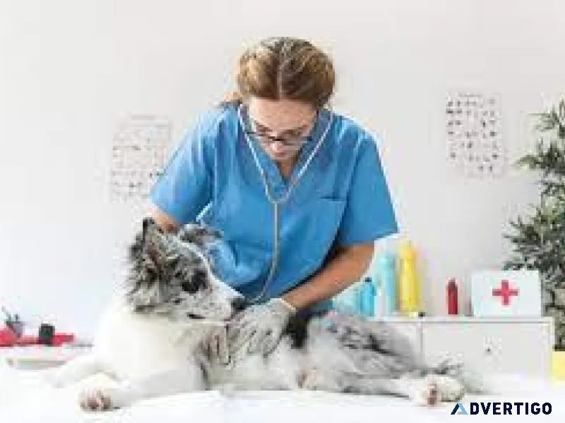 Top-Rated Pet Clinic near Me for Dogs