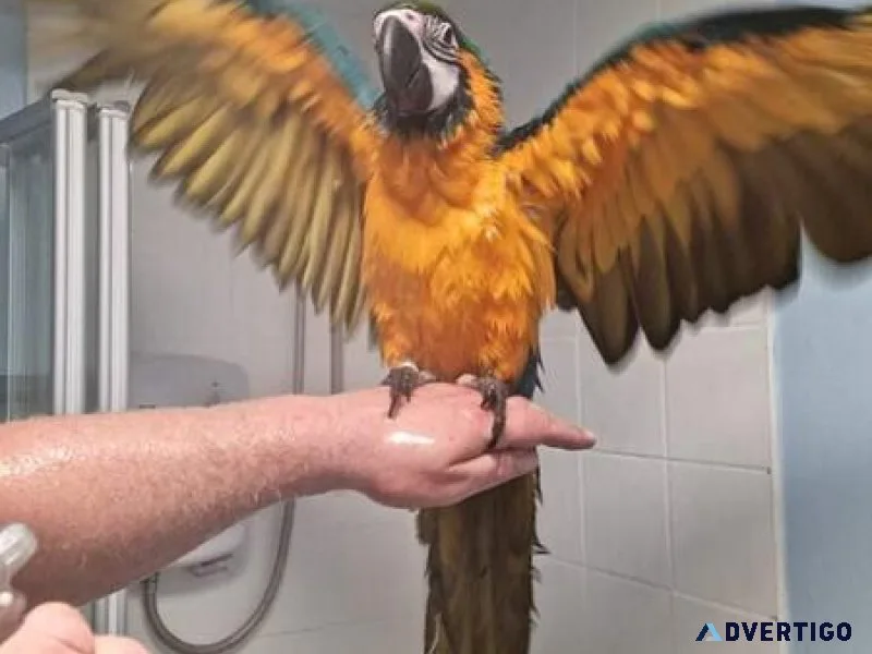 Pair of Blue and Gold Macaws looking for a new home