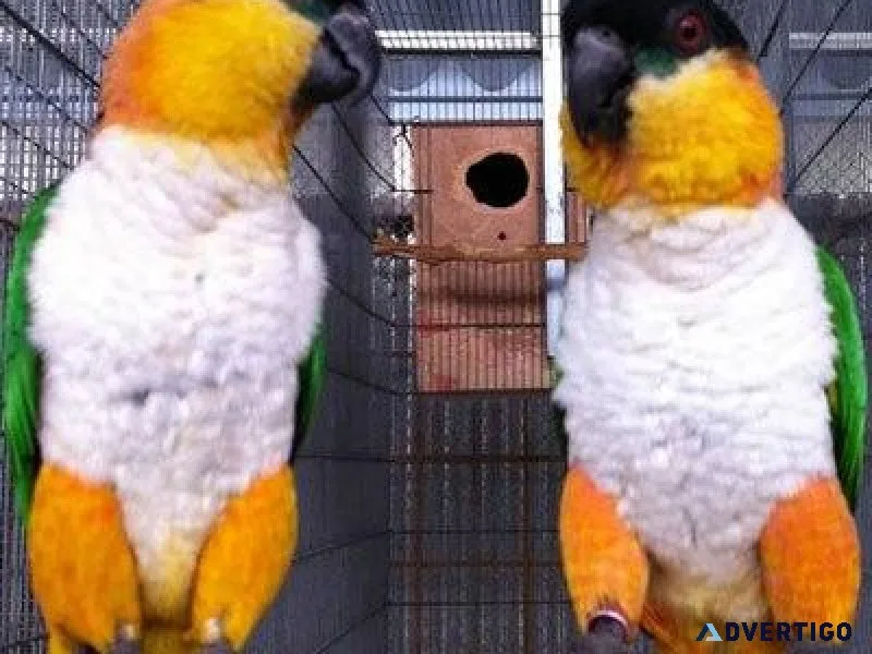 Rare Amazon Birds for sale
