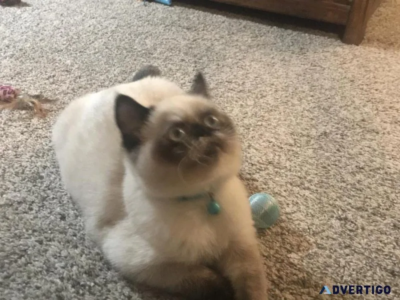 Himyalan Persian Exotic Female