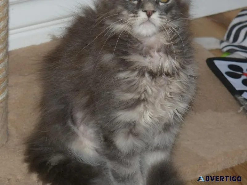 Maine coon kittens