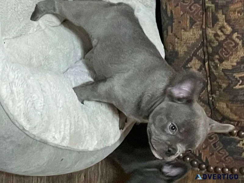 French Bulldog Puppies Ready
