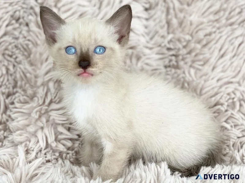 Siamese kittens