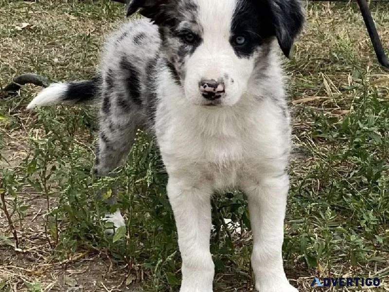 Gorgeous Border Collie Puppies Ready To Go