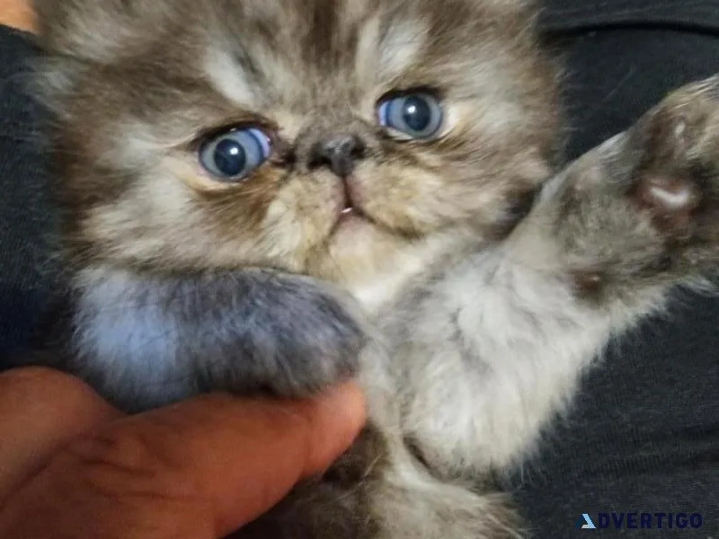 Flat nosed Persian kitten for sale