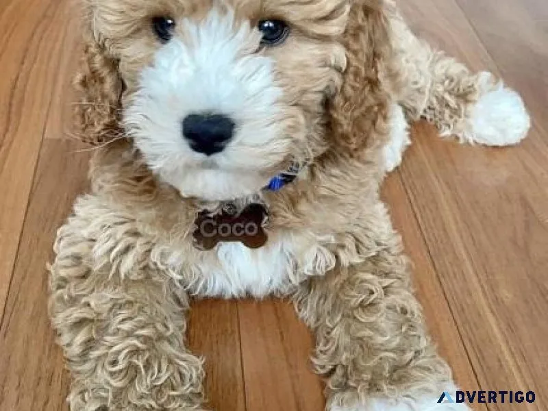 Adorable Goldendoodle Puppies
