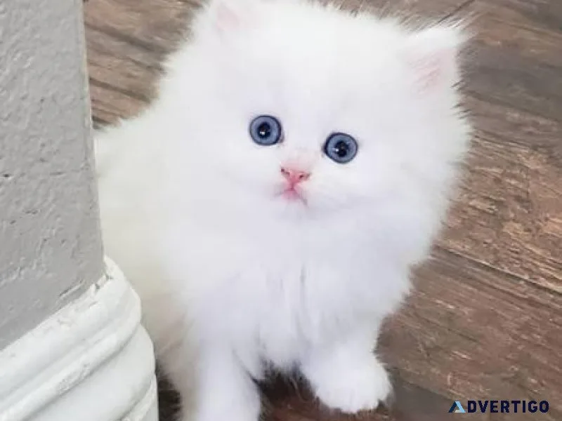 cxvferesf Persian kittens