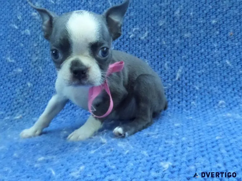 Boston Terrier Puppies