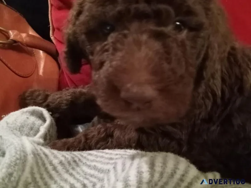 Beautiful purebred Standard Poodle puppies