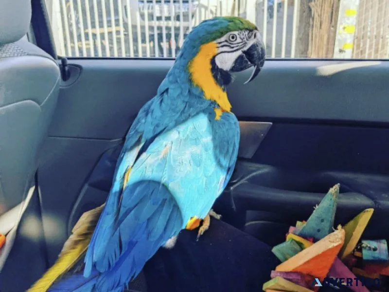 Sweet Blue and Gold Macaw