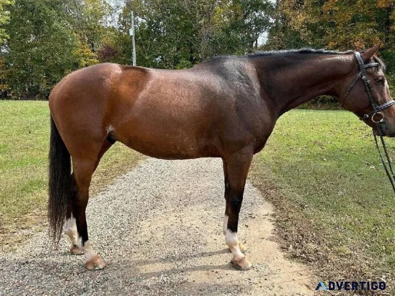 Safe PRE Well Broke Thoroughbred Gelding for sale