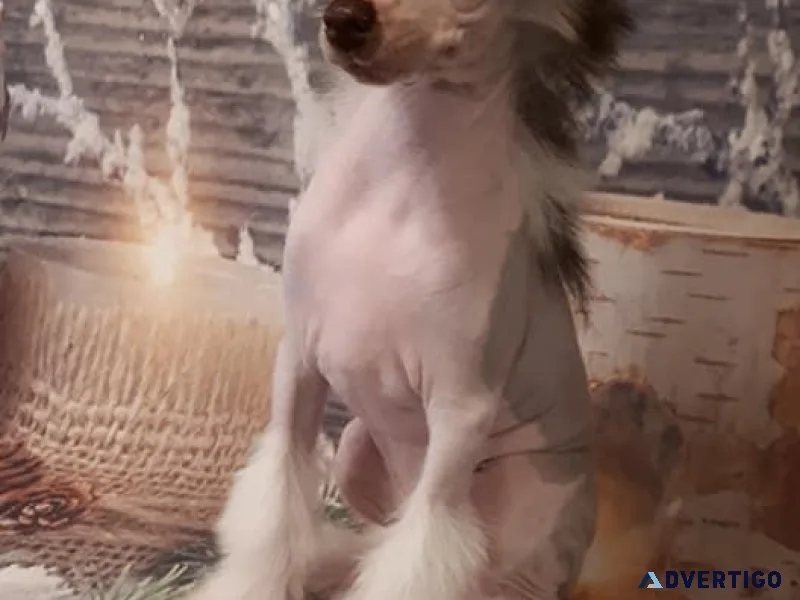 Chinese Crested pups