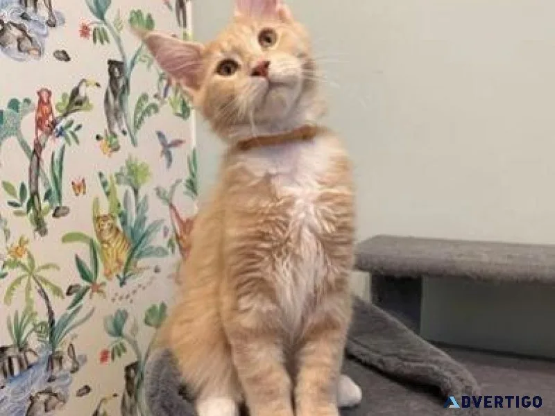 TICA registered pedigree Maine Coon kittens