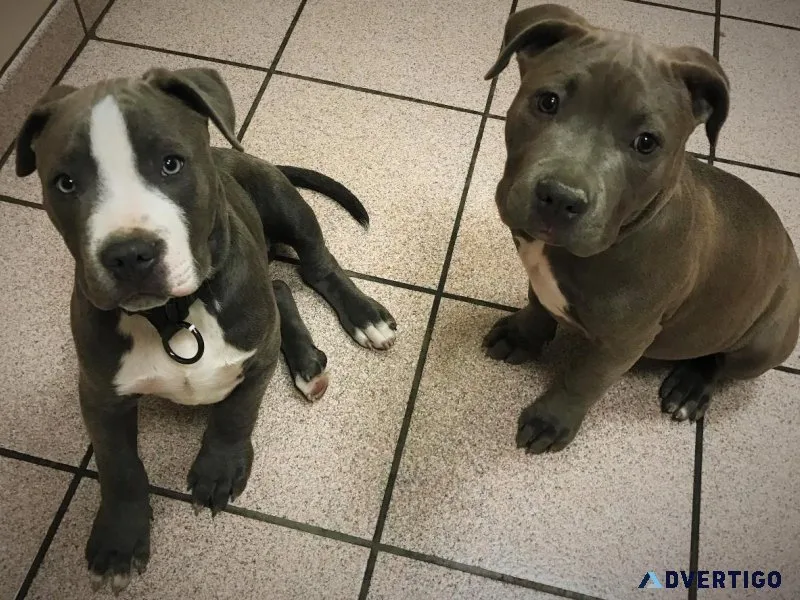 Staffordshire Puppies for Sale