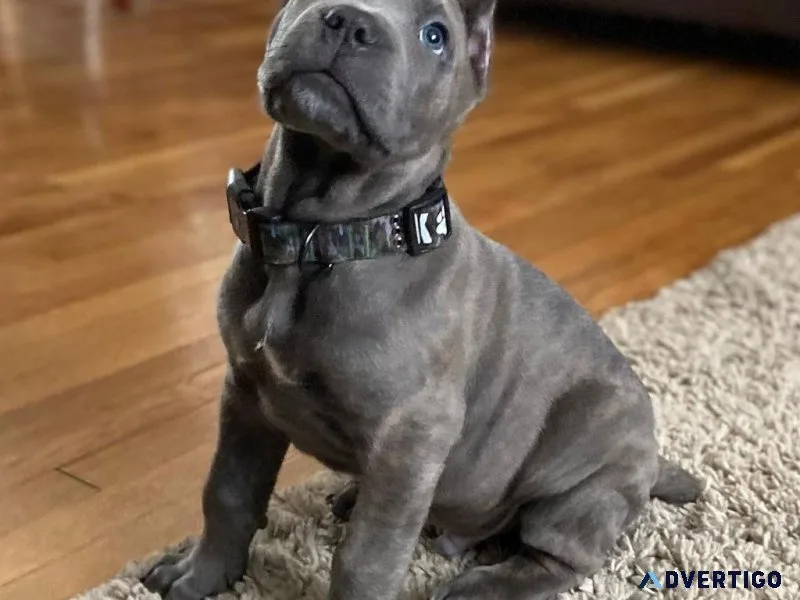 Well Trained Cane Corso Puppies Ready To Go