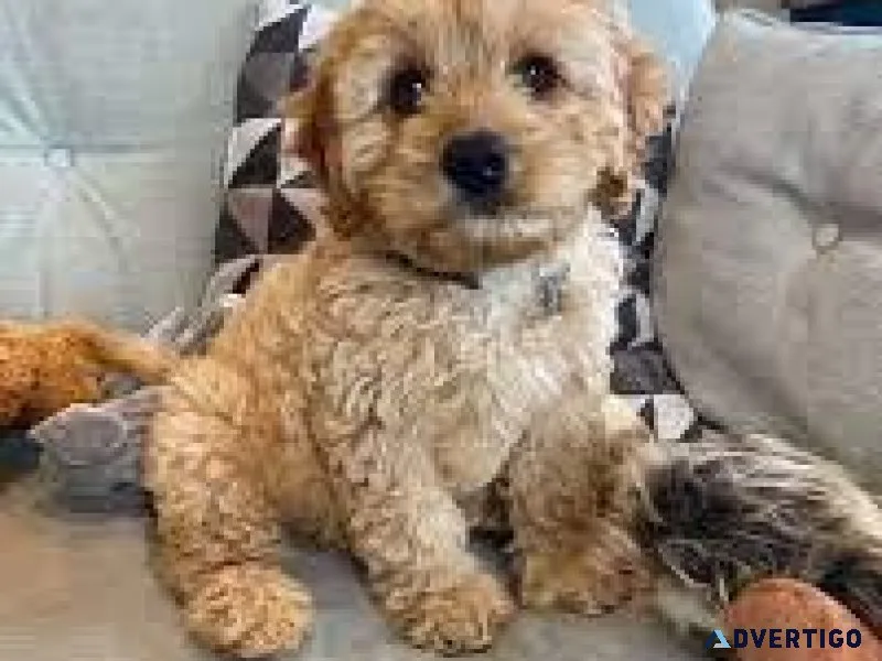 Cavapoo Puppies