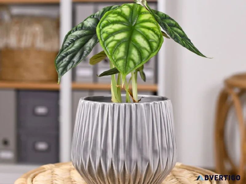 Where to find Alocasia Dragon Scale Plant
