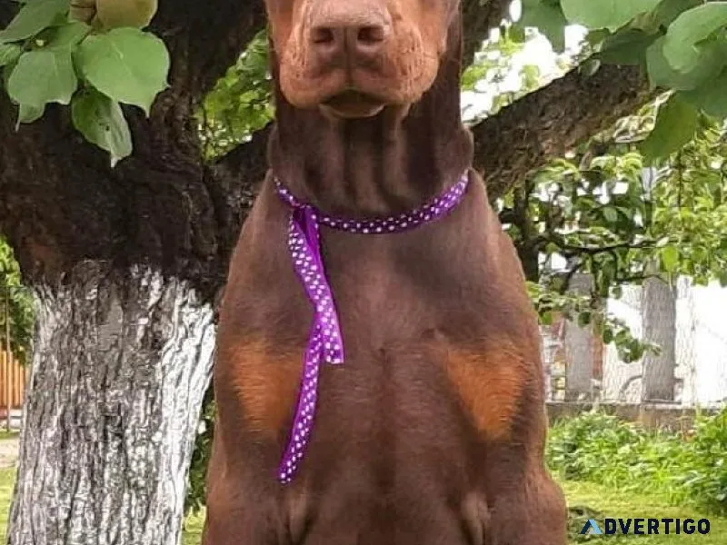 ADORABLE DOBERMAN PUPPS READY