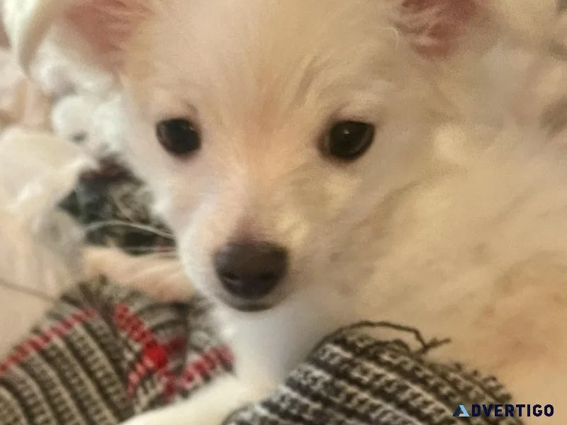 MALTESE BABY GIRL