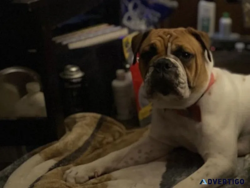 Old English bull dog Female