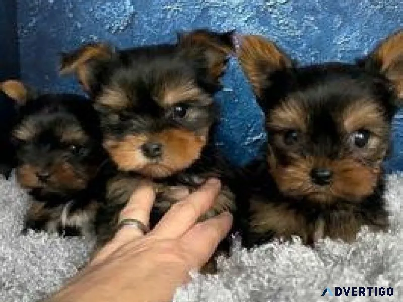 Lovely Yorkie puppies for a new home