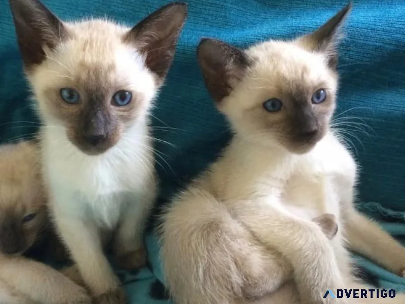 Super Cute Siamese Babies