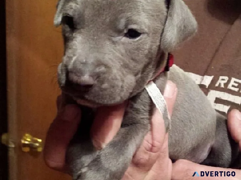 THE BLUE LACY DOG