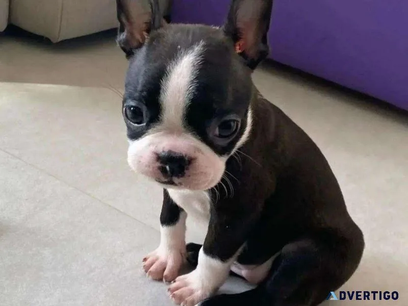 Adorable Boston Terrier Puppies For Adoption