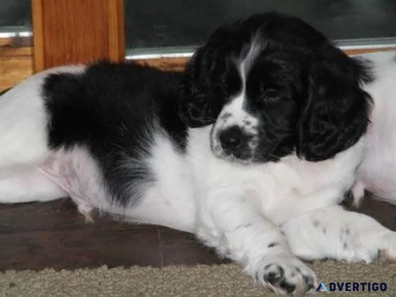 AKC Registered English Springer Spaniel Puppies
