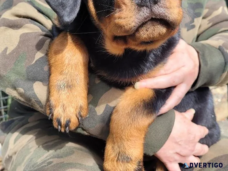 Rottweiler puppies