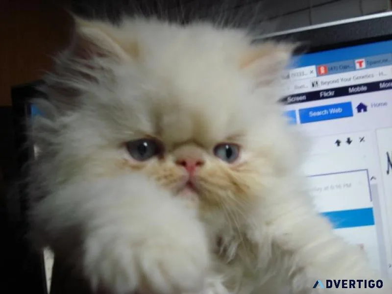 Himalayan Kitten of European Roots