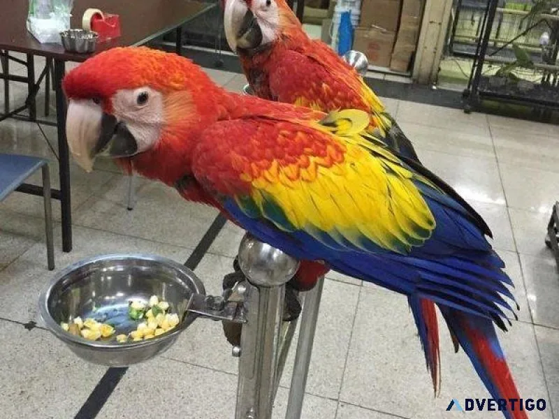 Scarlet Macaw Bird for Sale