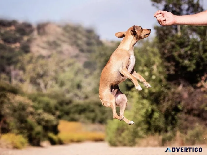 Best Dog Trainer in Faridabad  Expert Guidance