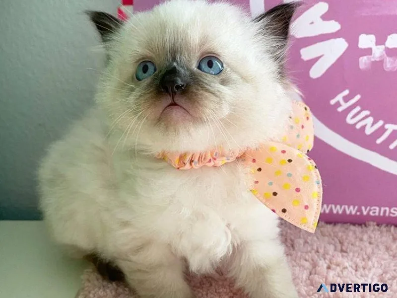 Beautiful Blue Eye Ragdoll Kittens