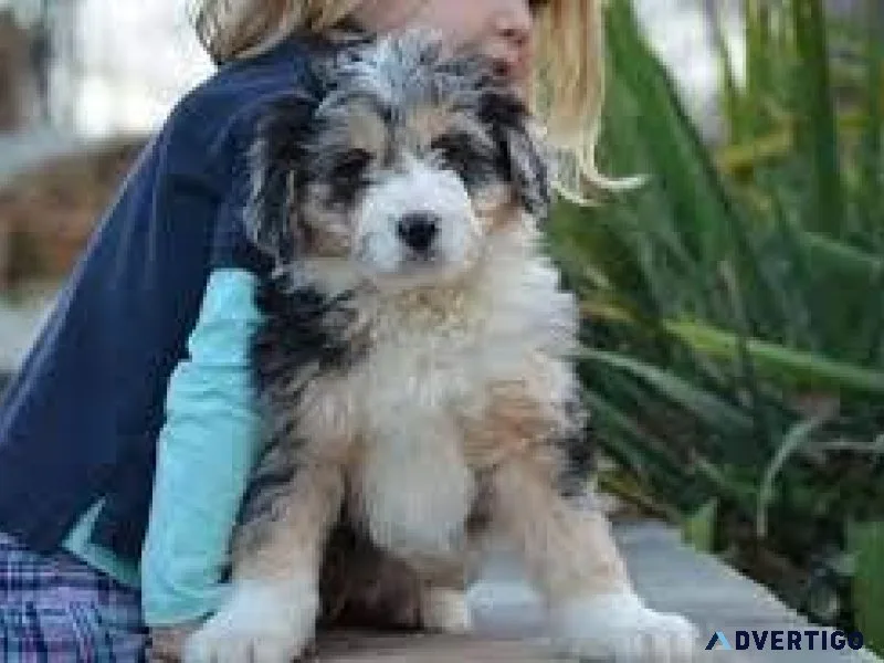 Mini Aussiedoodles